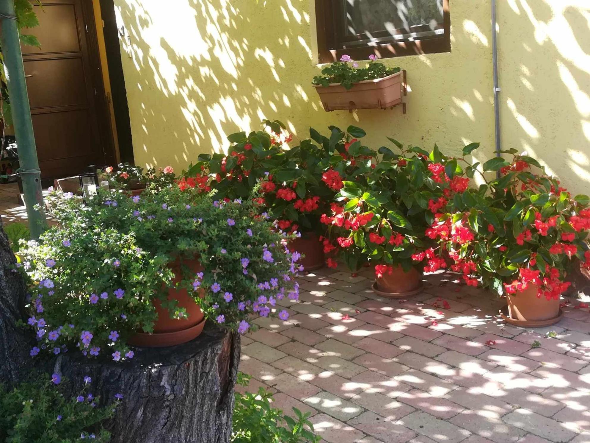 Ferienwohnung Muskatlis Haz Balatonlelle Exterior foto